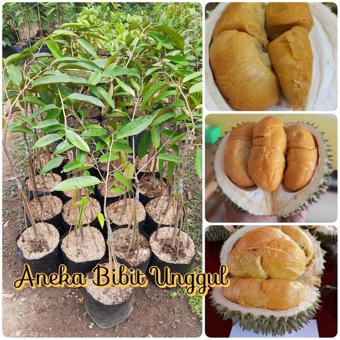 

Terlaris Bibit Durian Duri Hitam/Ochee/Black Thorn Kaki 5 Aneka Bibit Unggul