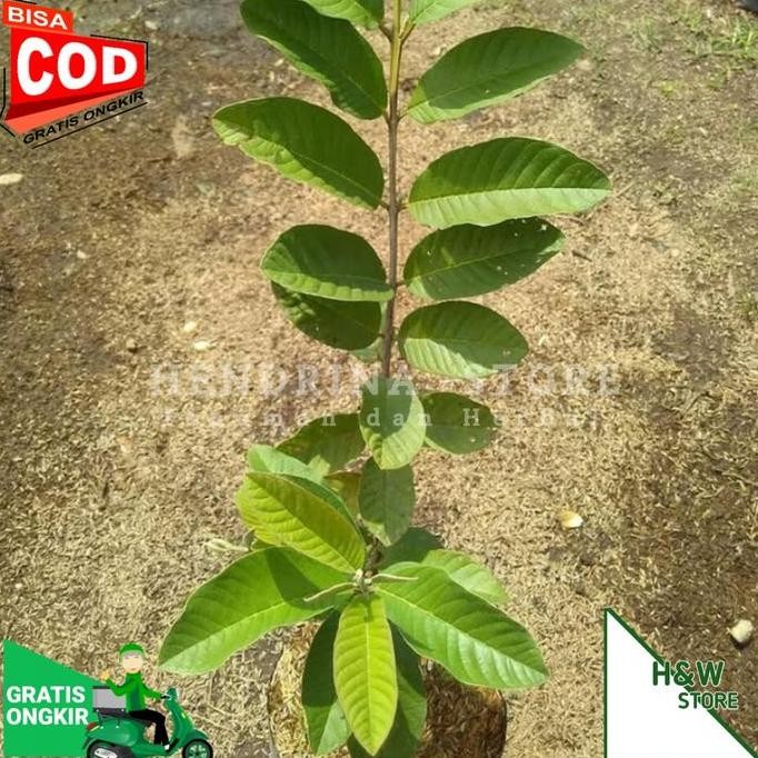 

Terlaris Bibit Jambu Kristal Putih Kualitas Bagus