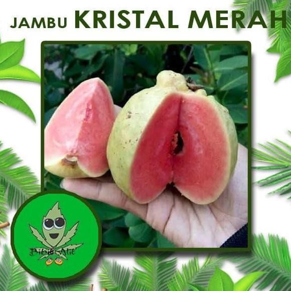 

Terlaris Bibit Jambu Kristal Merah Cangkok Berbunga Atau Berbuah
