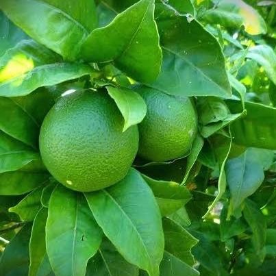 

Terlaris Bibit Buah Jeruk Nipis Tanaman Buah Jeruk Bibit Jeruk Hasil Okilasi Top
