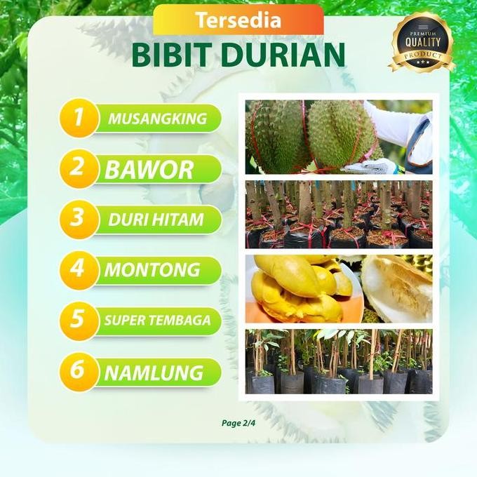 

Terlaris Bibit Unggul Durian Musangking,Bawor,Duri Hitam Kaki 3 Super 1,3 Meter Up
