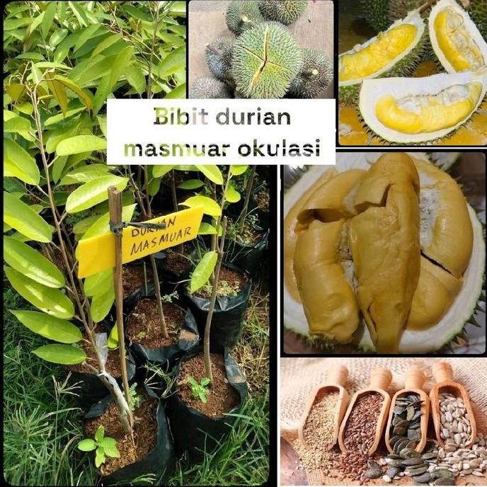 

Terlaris Bibit Durian Masmuar Okulasi Berkualitas Tinggi - Siap Tanam