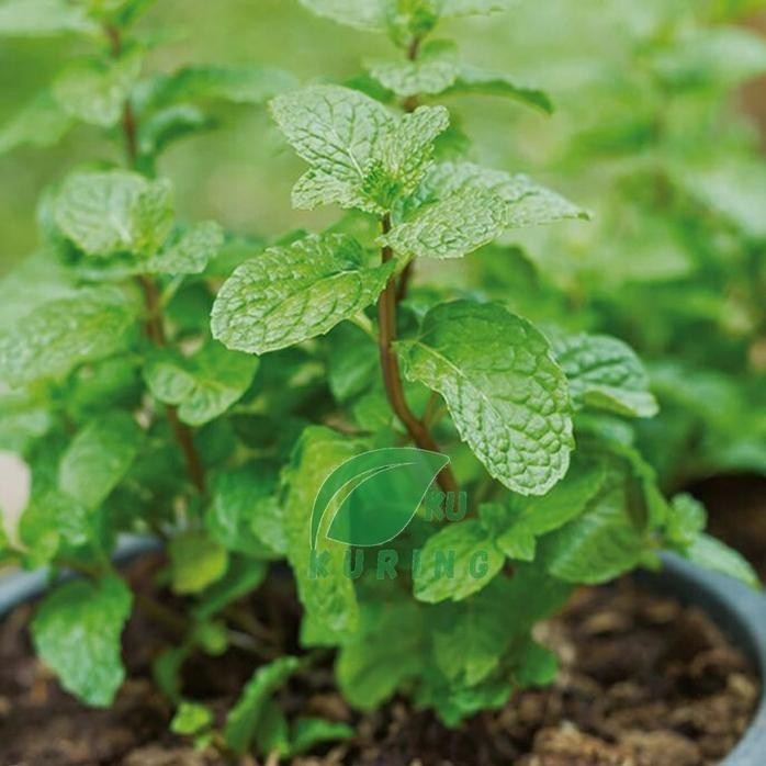 

Terlaris Bibit Tanaman Daun Mint Asli
