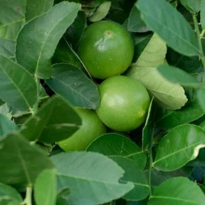

Terlaris Bibit Jeruk Nipis Bibit Tanaman Buah Buahan Bibit Buah Buahan Dddd