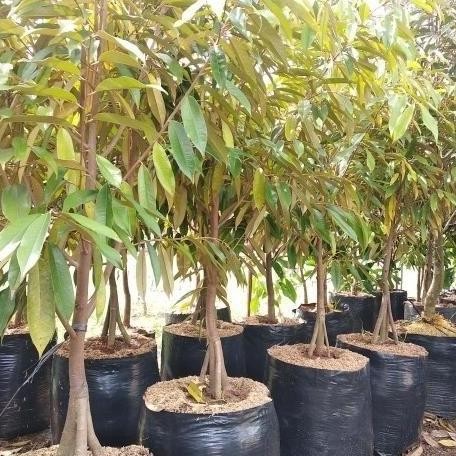 

Terlaris Produk Bibit Tanaman Buah Durian Musangking Kaki 3 Tinggi 1 Atz