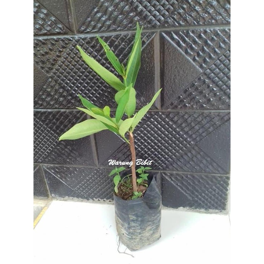 

Terlaris Bibit Jambu Air King Rose - Bibit Jambu Kingros