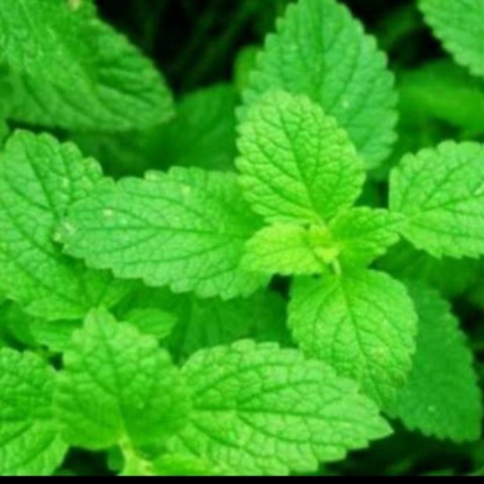 

Terlaris Bibit Daun Mint Berkualitas Super