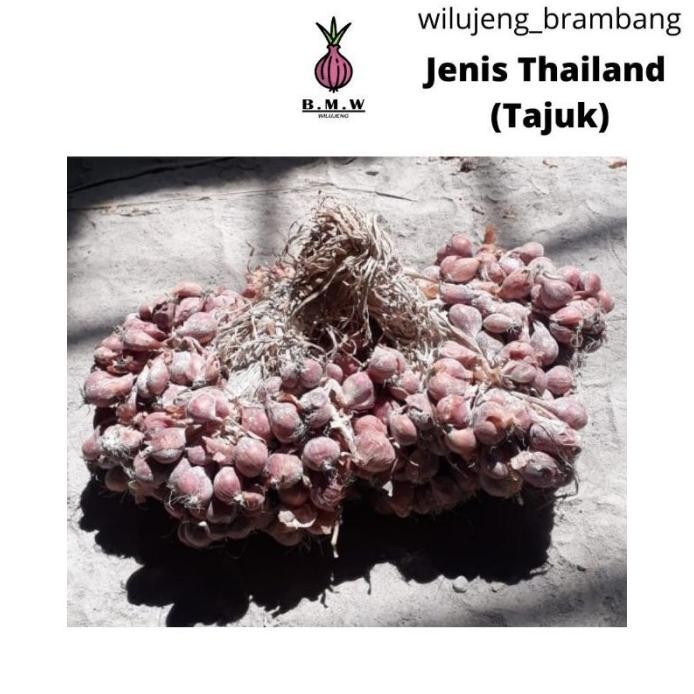 

Terlaris Bibit Bawang Merah Tajuk Per-Kilo