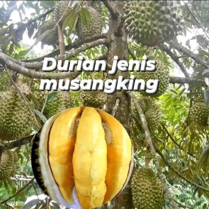 

Terlaris Bibit Durian Musangking 1 Meter Hasil Okulasi Batang Besar.