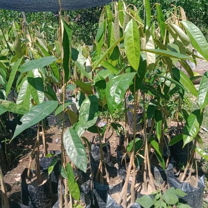 

Terlaris Bibit Durian Musangking Kaki Tiga Seedling