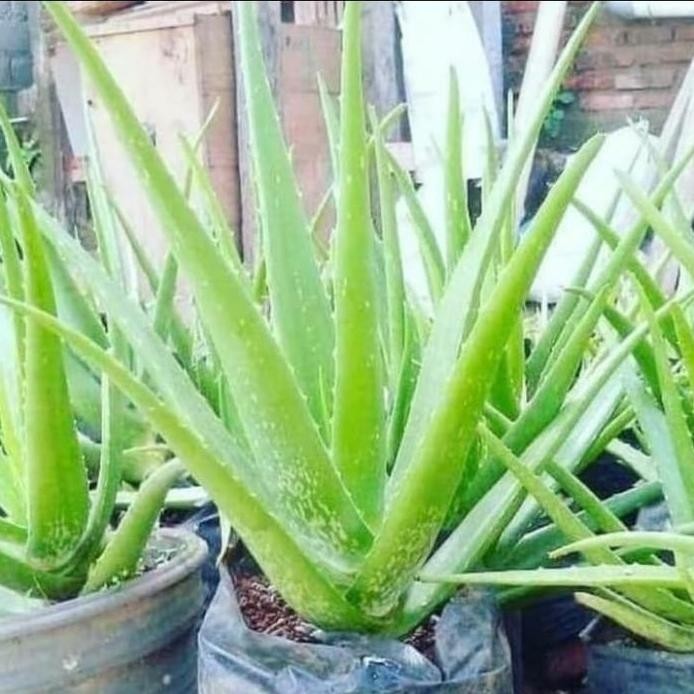 

Terlaris Pohon Lidah Buaya / Aloe Vera - Bibit Tanaman Lidah Buaya