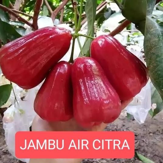 

Terlaris Bibit Jambu Air Citra Jaminan Valid Dan Berkualitas