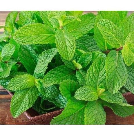 

Terlaris Bibit Benih Daun Mint Peppermint Kualitas Premium
