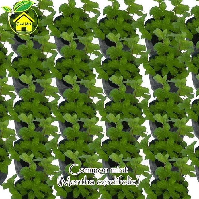 

Terlaris Terlaris Bibit Tanaman Daun Mint Jenis Commont Mint / Bibit Mint / Pohon Mint / Daun Mint
