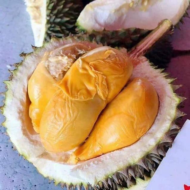 

Terlaris Bibit Durian Duri Hitam - Durian Oche