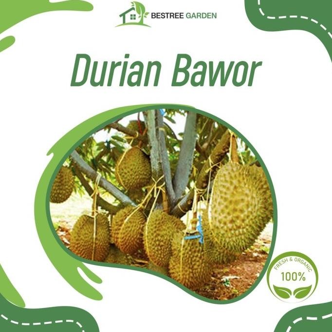 

Terlaris Bibit Buah Durian Bawor Hasil Okulasi Siap Berbuah
