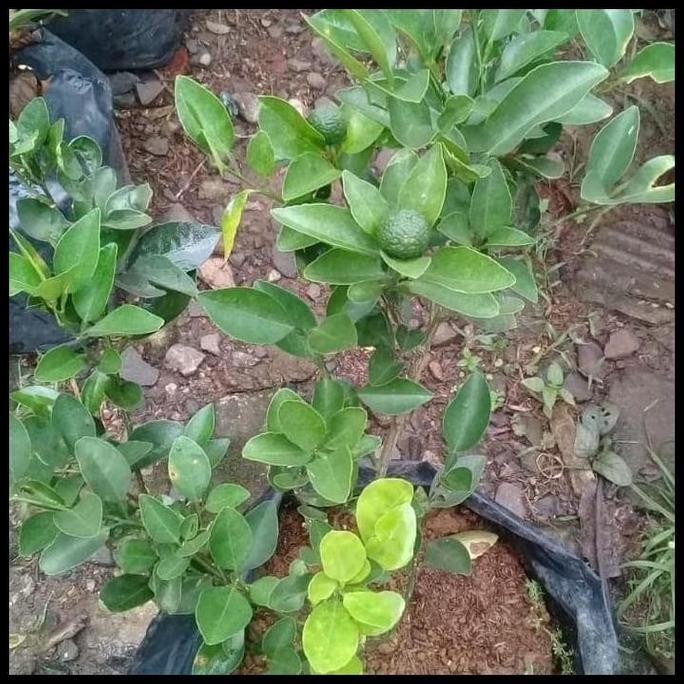 

Terlaris Rumiati - Bibit Tanaman Buah Jeruk Nipis