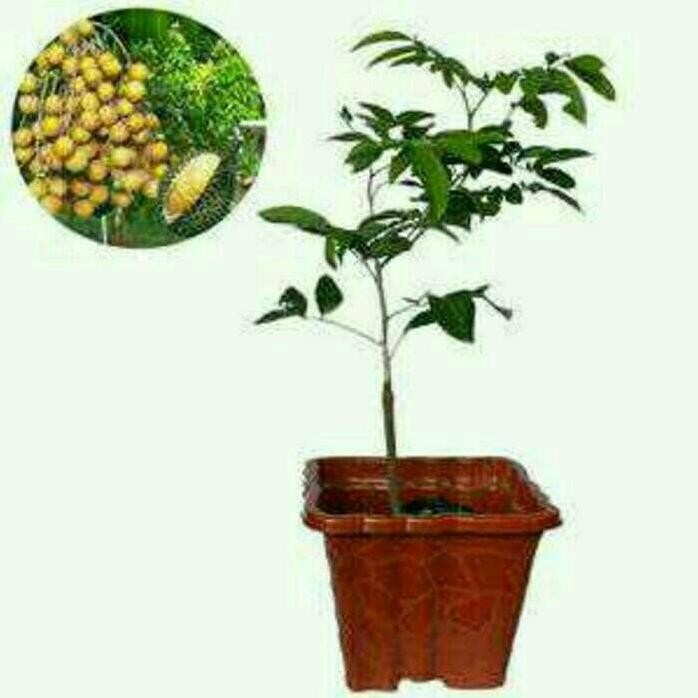 

Terlaris Bibit Buah Kelengkeng Aroma Durian