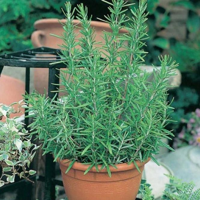 

Terlaris Alat Pertanian Taman Garden Daily Farm - Benih Bibit Rosemary - Bibit Herb Seed