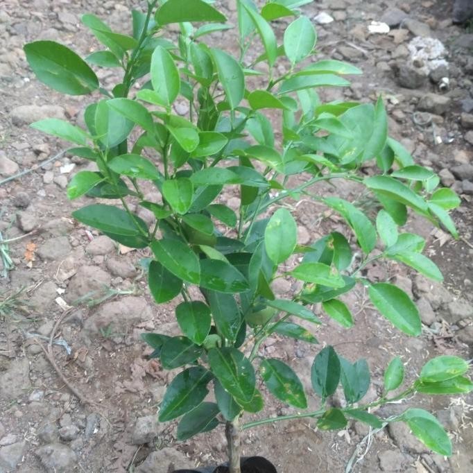 

Terlaris Bibit Tanaman Buah Jeruk Nipis Pohon Buah Jeruk Nipis Aww