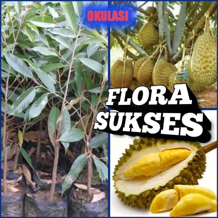 

Terlaris Gg Da Bibit Durian Musangking Pohon Okulasi Bibit Duren Pohon Durian Super