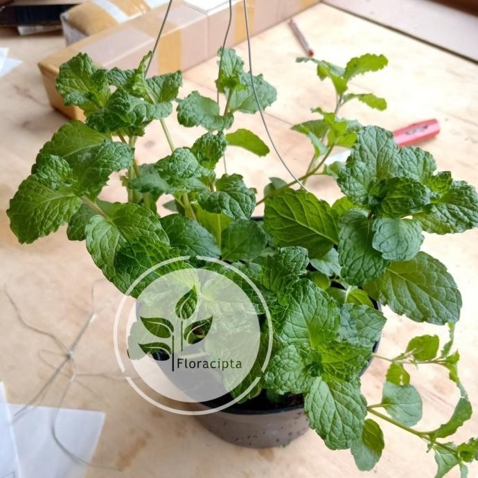 

Terlaris Bibit Tanaman Daun Mint / Daun Spearmint (Mentha)