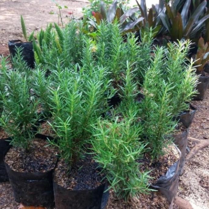 

Terlaris Tanaman Hias Rosemary Herbal Wangi Dan Harum/Bibit/Benih Promo!!