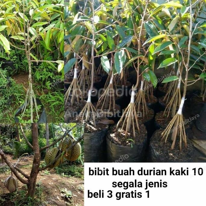 

Terlaris Bibit Buah Durian Musangking Kaki 10 Cepat Berbuah 1-1,5Meter