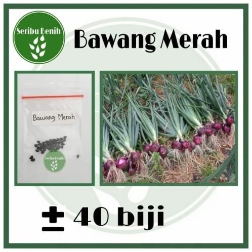 

Terlaris Best 40 Benih Bawang Merah Unggul Lokananta - Bibit Repack Murah Seribu