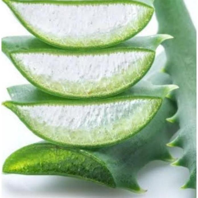 

Terlaris Bibit Lidah Buaya Super Unggul (Beli 5 Gratis 1)