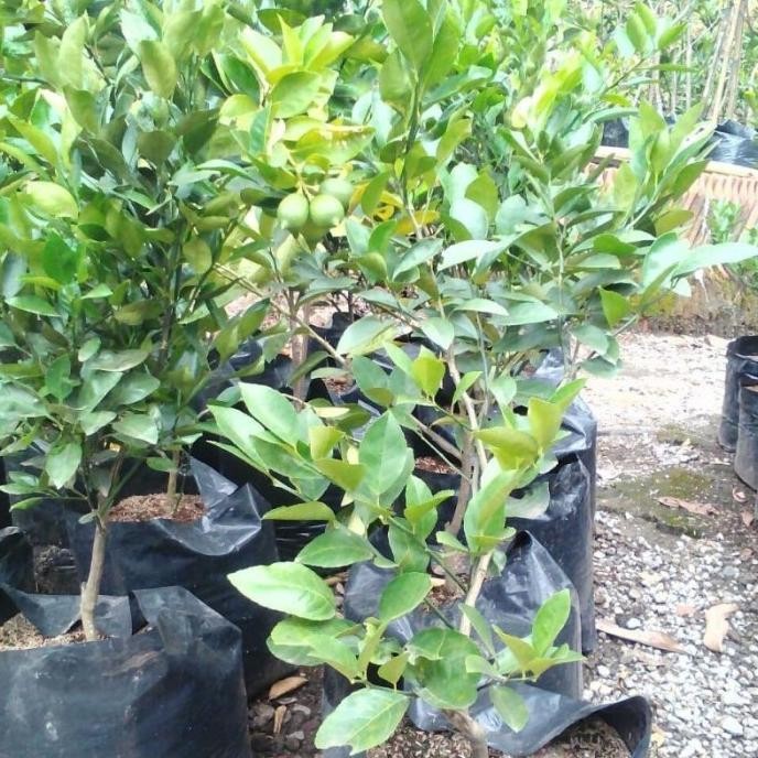 

Terlaris Pohon Bibit Tanaman Buah Jeruk Nipis Jumbo Non Biji Cepat Aww