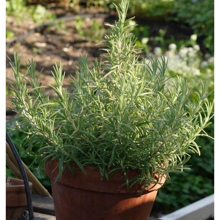 

Terlaris Benih Herbal Rosemary Ecer 2 Biji F1 Bibit Tanaman Obat Sayur Sayuran Herb