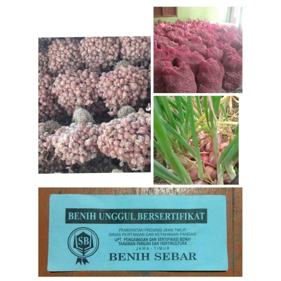 

Terlaris Asli Bibit Bawang Merah Siap Ta (Tajuk) Ready Stock