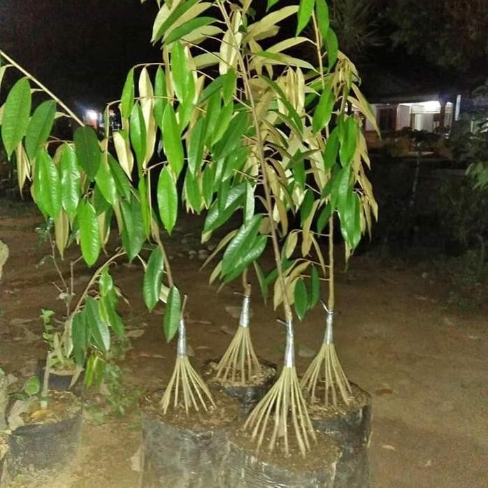 

Terlaris Bibit Durian Musangking Kaki 15