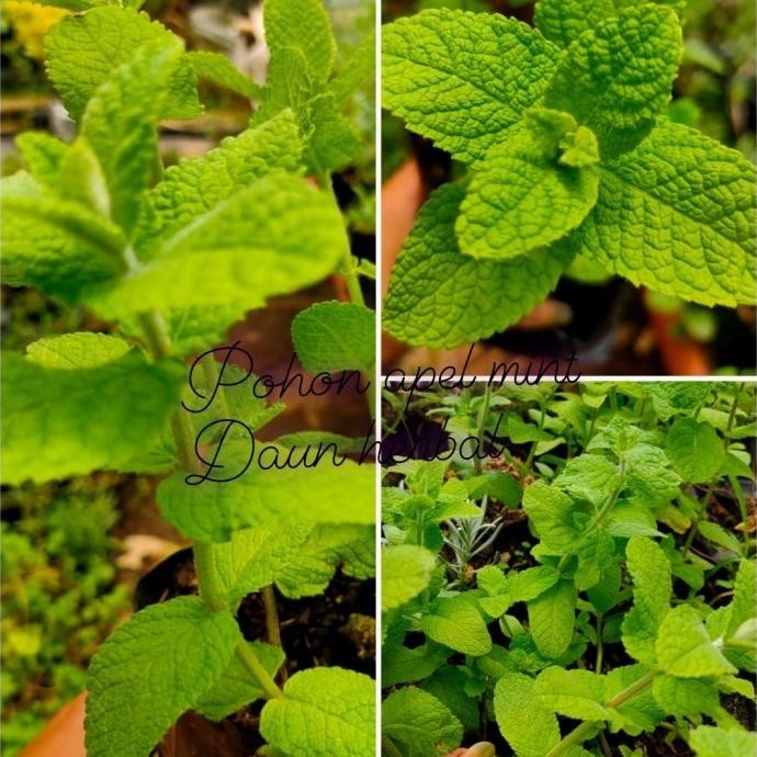 

Terlaris Bibit Pohon Apel Mint/Daun Herbal Supeerr