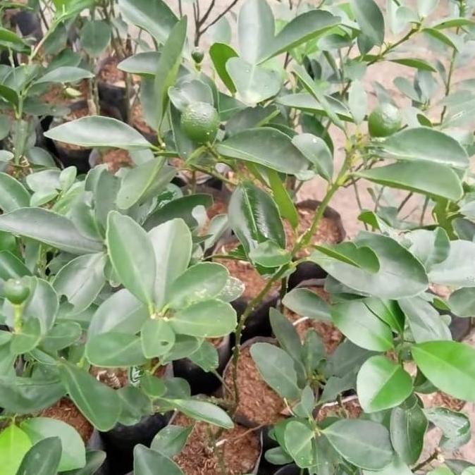 

Terlaris Joss Bibit Pohon Jeruk Nipis Berbuah Unggul Viral Laris Aa111