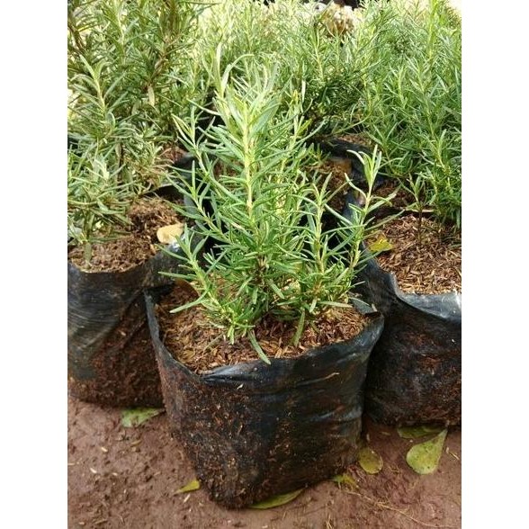 

Terlaris Bibit Tanaman Rosemary - Pohon Dn Dan Bunga Herbal Bumbu Masak Istimewa