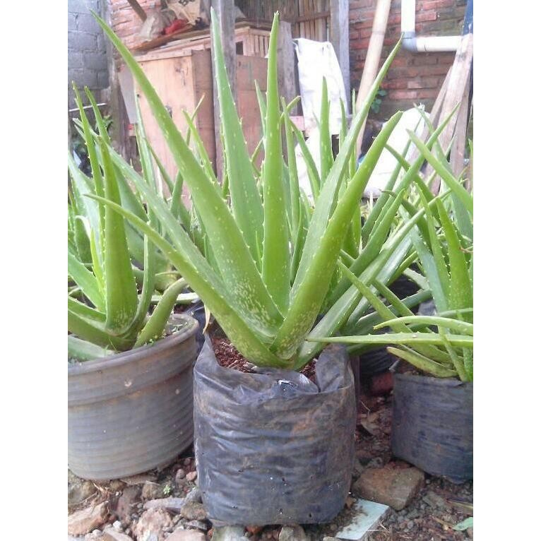 

Terlaris Bibit Tanaman Lidah Buaya Aloe Vera