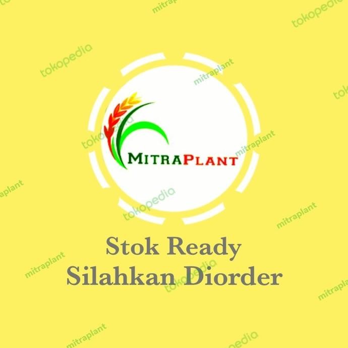 

Terlaris Terbaik Bibit Tanaman Rosemary - Pohon Daun Rosemari - Bahan Bumbu Masak 25.25