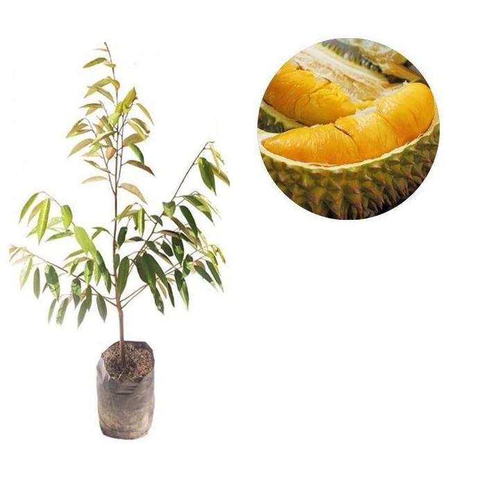 

Terlaris Bibit Tanaman Buah Durian Monthong Montong 70 Cm