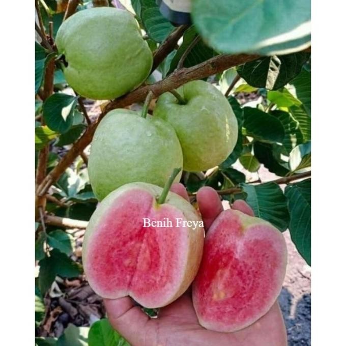 

Terlaris Bibit Jambu Ktistal Merah Manis Bisa Ditanam Dalam Pot