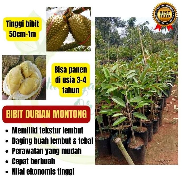 

Terlaris Bibit Tanaman Durian Montong Super Hasil Okulasi Cepat Berbuah