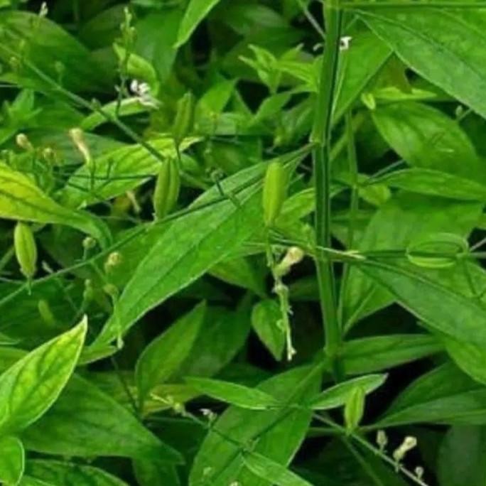 

Terlaris Cod Jual Tanaman Herbal /Bibit Tanaman Sambiloto/ Benih Tanaman Sambiloto