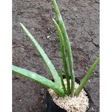 

Terlaris Promo Terlaris Bibit Lidah Buaya/Aloe Vera Cod Nusantara