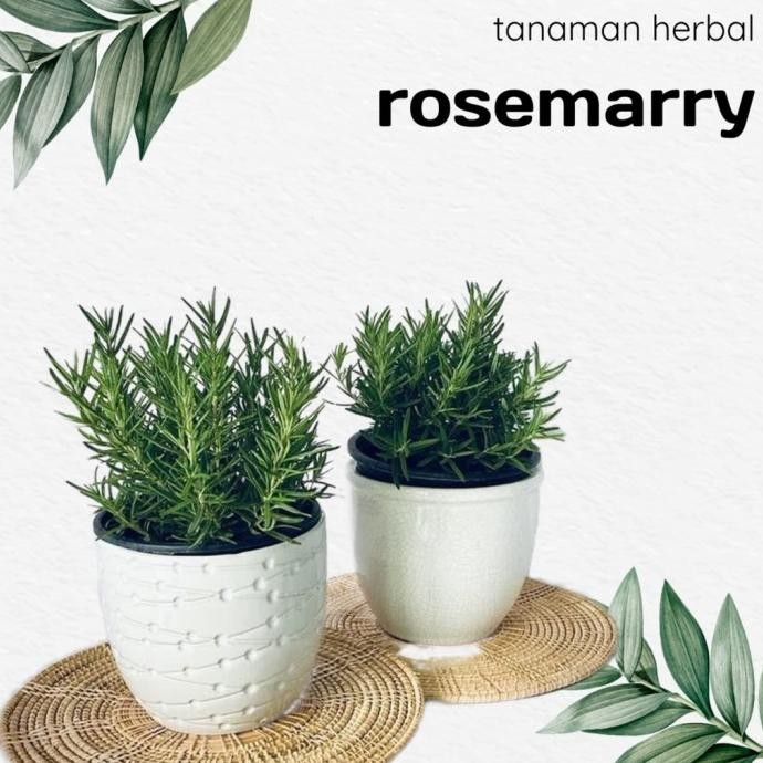

Terlaris New Bibit Tanaman Rosemary Pengusir Nyamuk Dan Bumbu Eropa Kondisi Rimbun Wangi