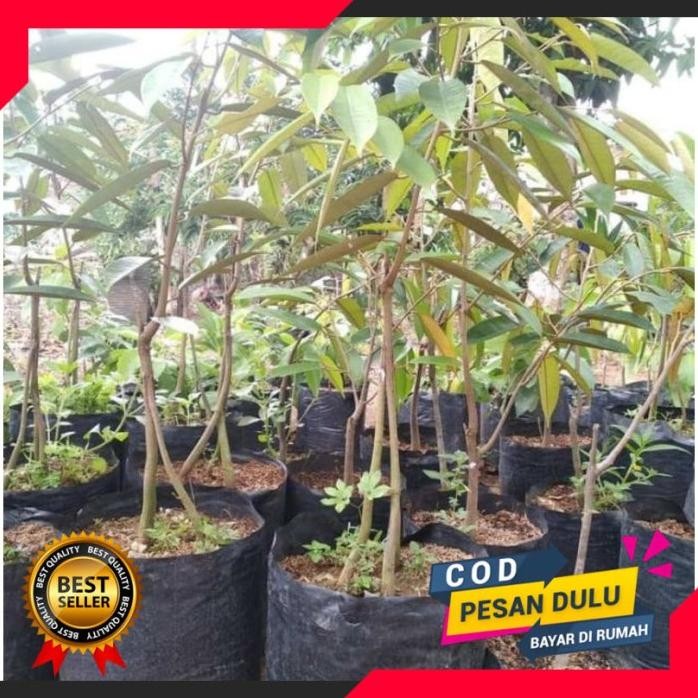 

Terlaris Bibit Durian Montong Kaki 3