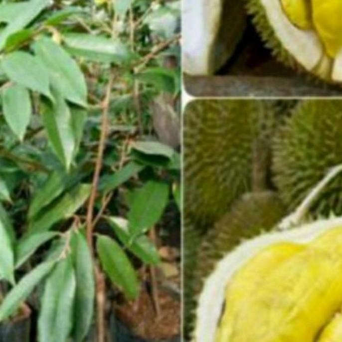 

Terlaris Bibit Durian Bawor Super Kaki 3.