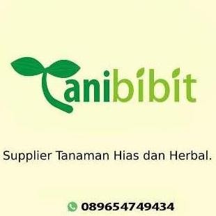 

Terlaris Muslik Bibit Jeruk Nipis Super - Tanaman Pohon Jeruk Nipis Murah