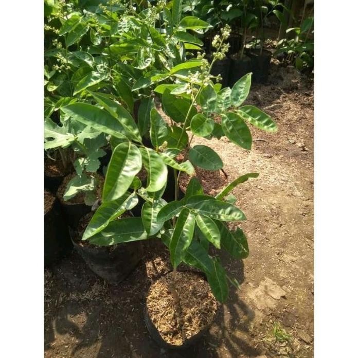 

Terlaris Bibit Kelengkeng Aroma Durian Okulasi Cepat Berbuah