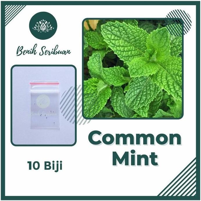 

Terlaris 10 Bibit Daun Common Mint Herbal Benih Tanaman Sayuran Herbs Mentol